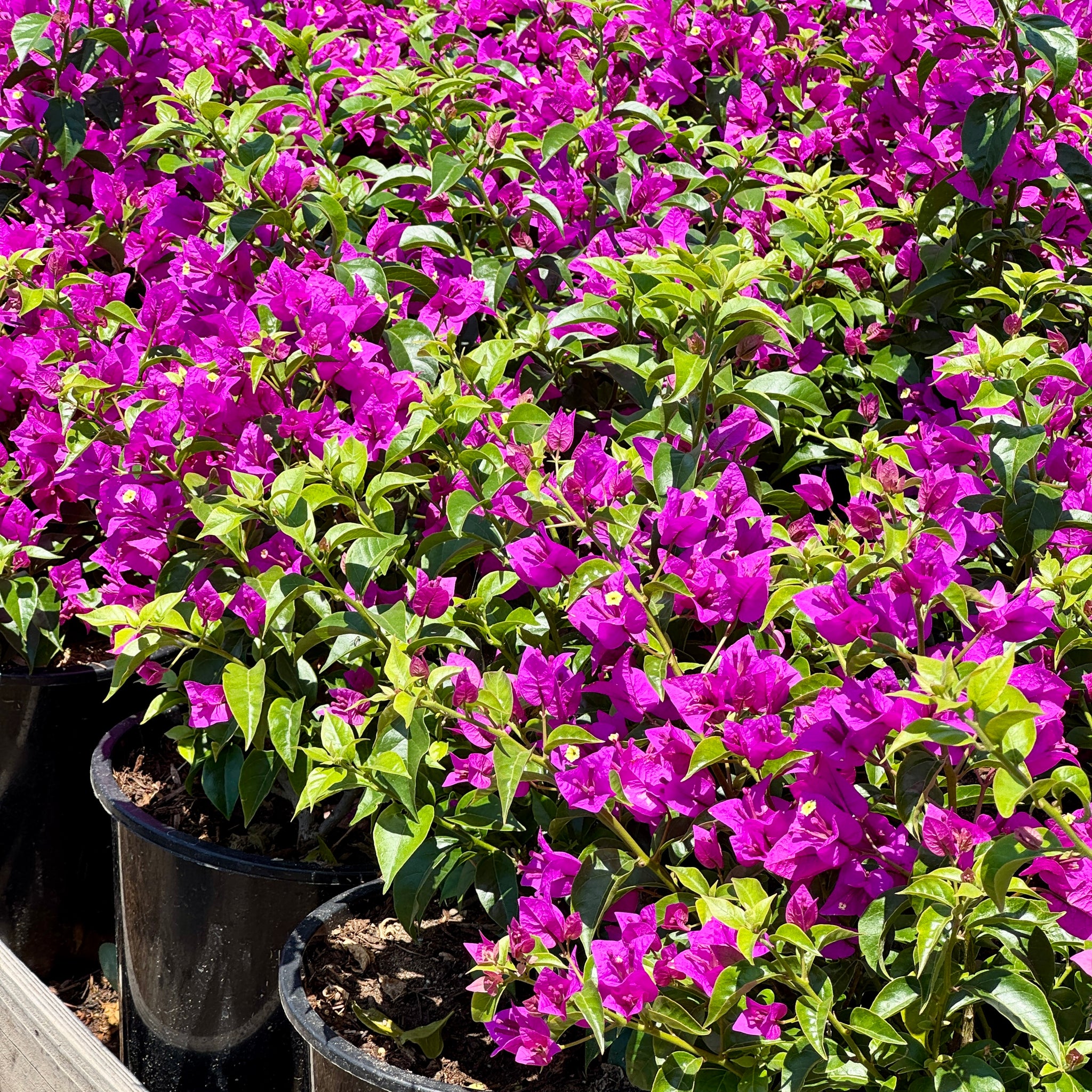 紫色陰影九重葛灌木| C&J Gardening Center
