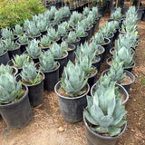 Nova Agave - C&J Gardening Center