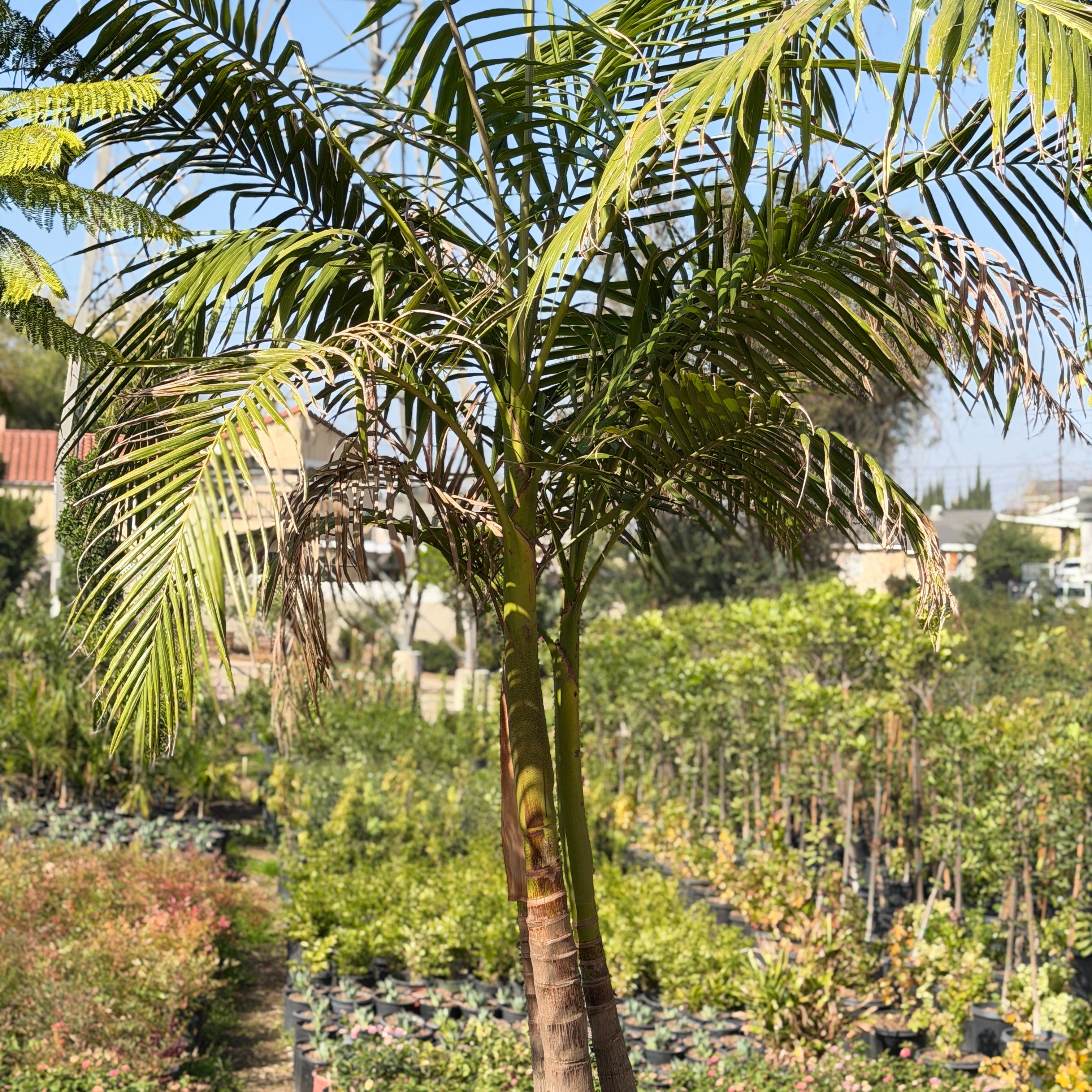 King Palm Palm Tree - 15 Gallon Multi ( 3 - 4 ft. ) at C&J Gardening Center