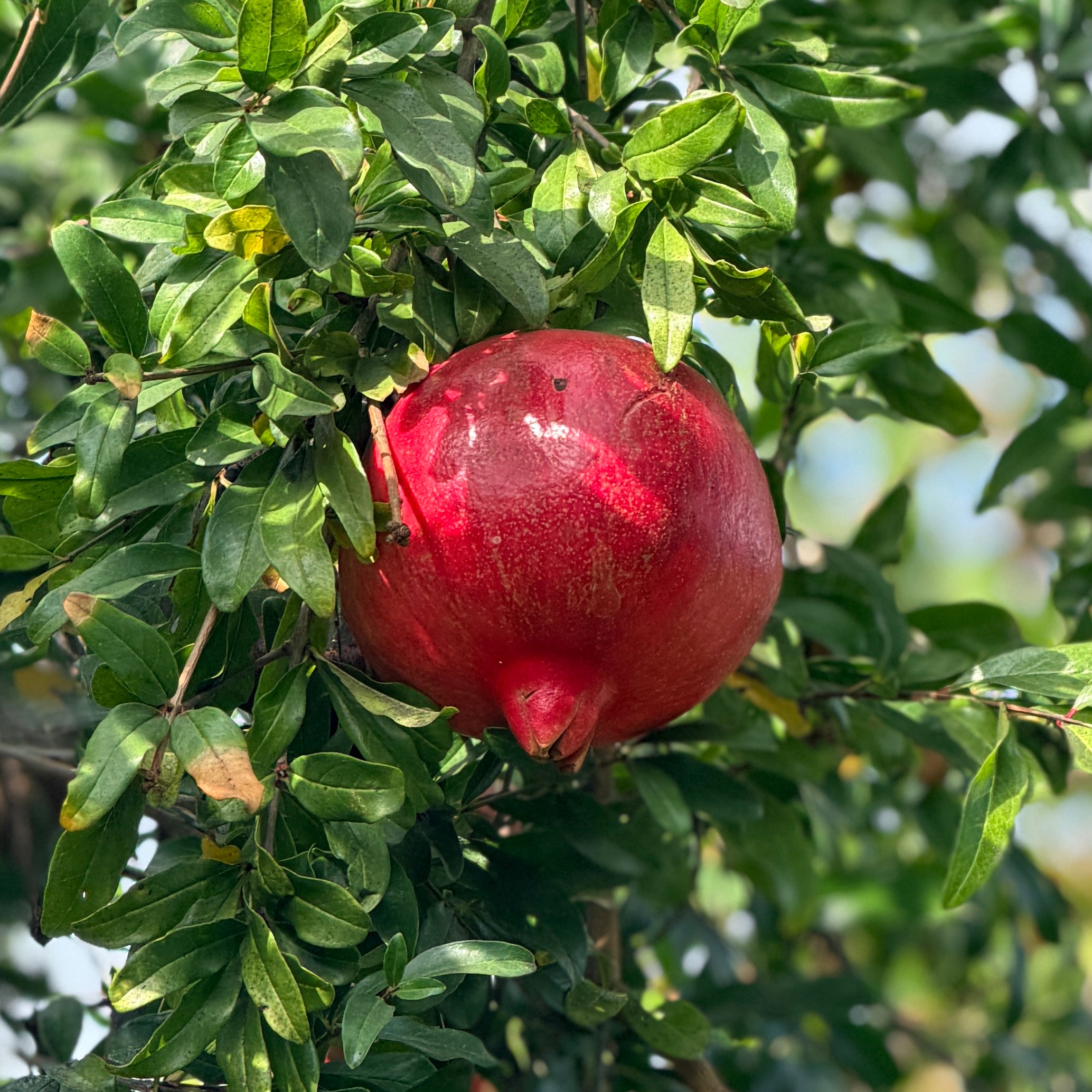 Wonderful Pomegranate General Fruit Tree