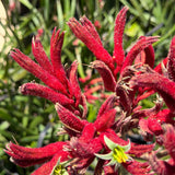 Red Kangaroo Paw - C&J Gardening Center