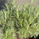 California Sagebrush