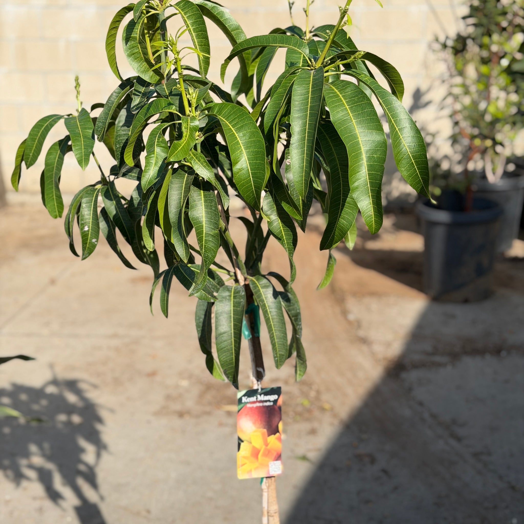 Kent Mango Exotic Fruit Tree