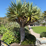 Dragon Tree - C&J Gardening Center