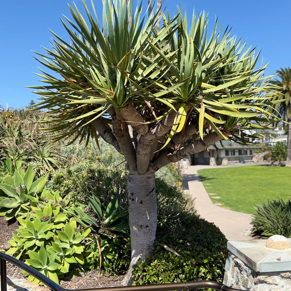 Dragon Tree | C&J Gardening Center