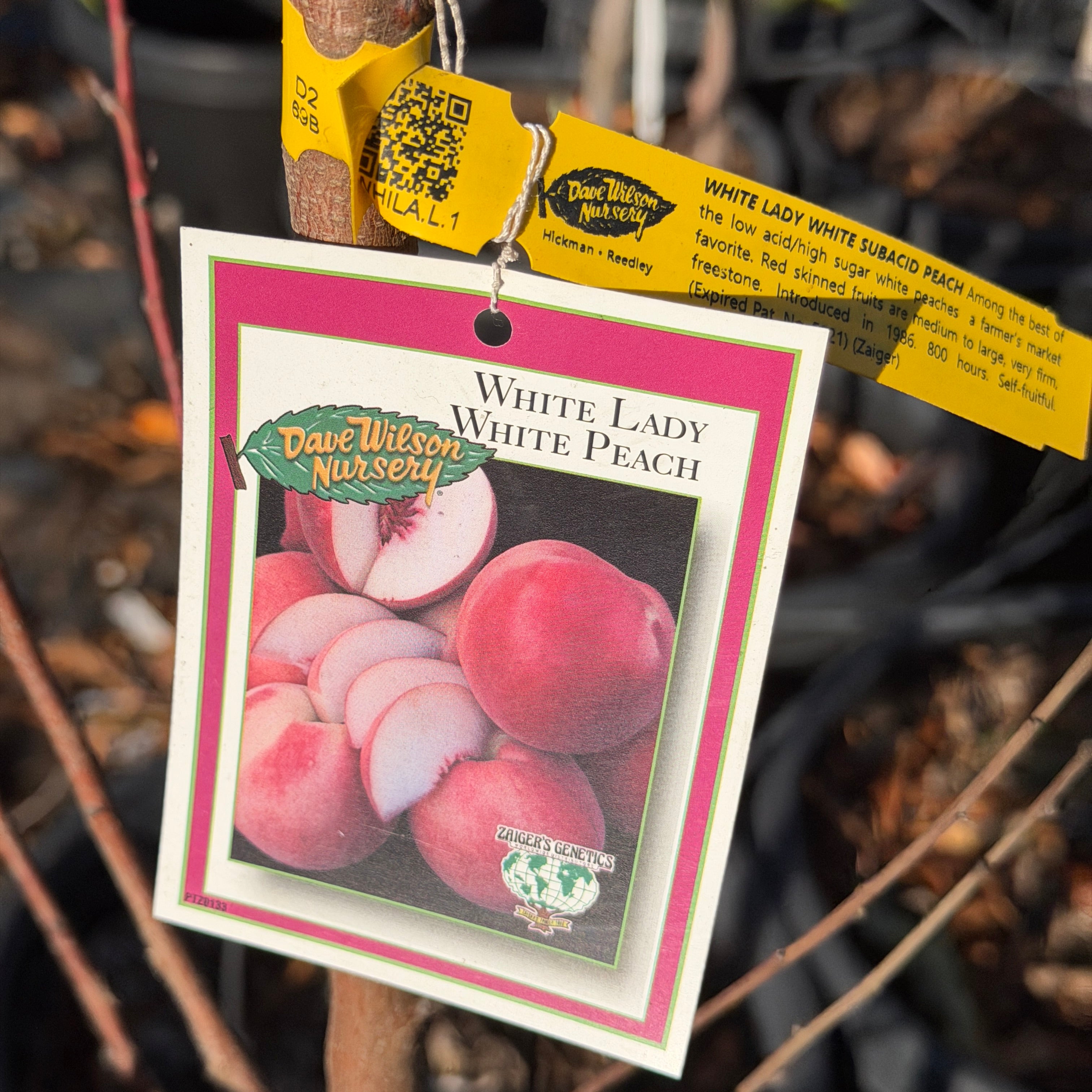 White Lady Peach | C&J Gardening Center