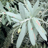 Blue Bush Acacia - C&J Gardening Center