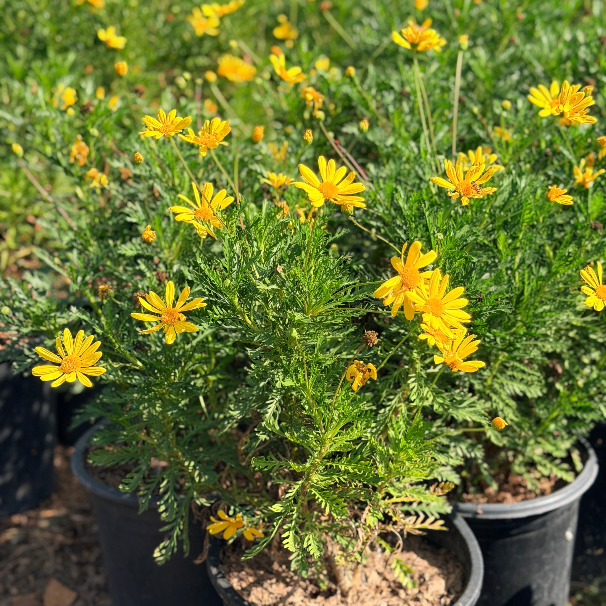 Green-Leaf Golden Daisy Flower Shrub