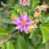 Lavender Star Flower