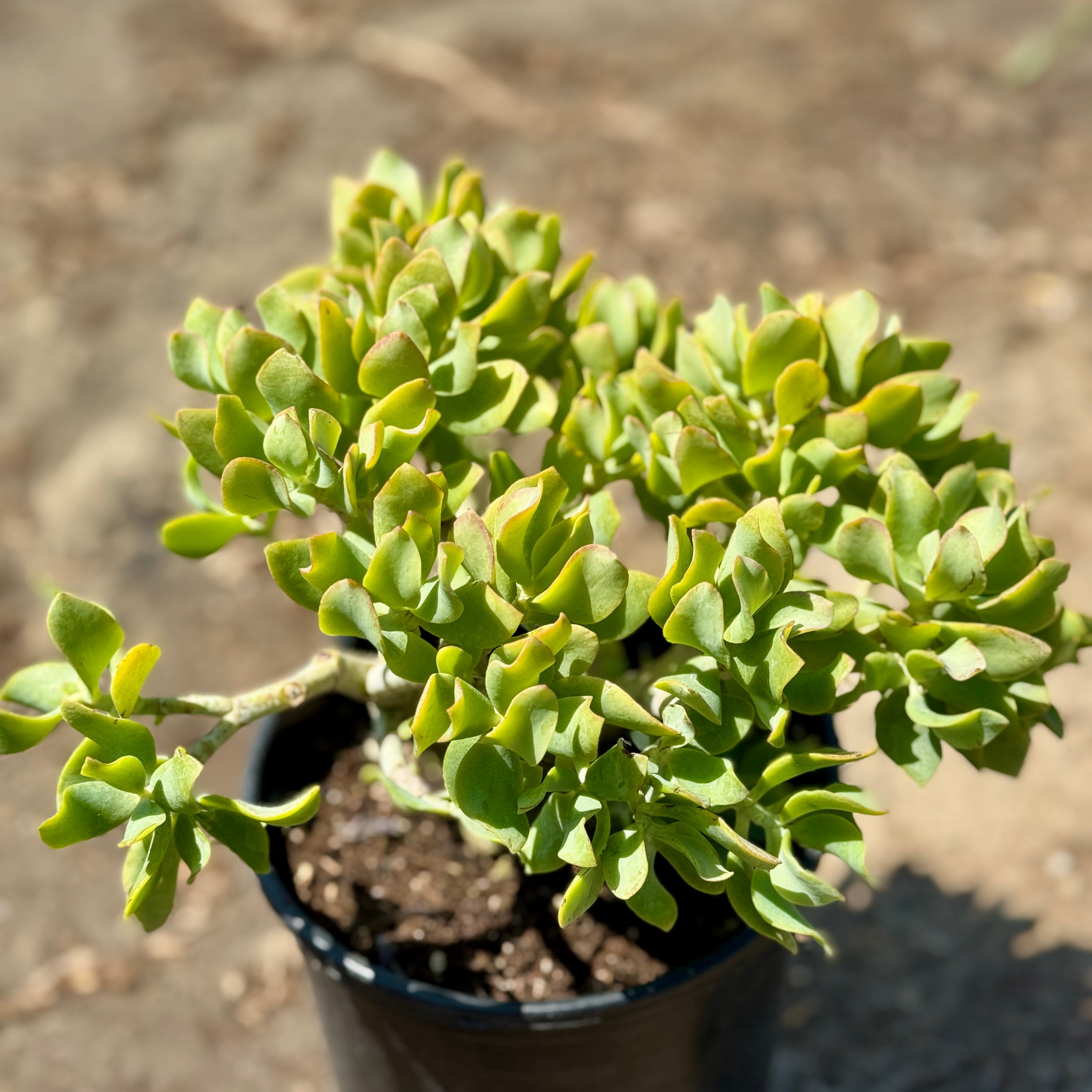 Ripple Jade Plant Desert
