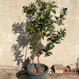 Marina Strawberry Tree - Multi Trunk