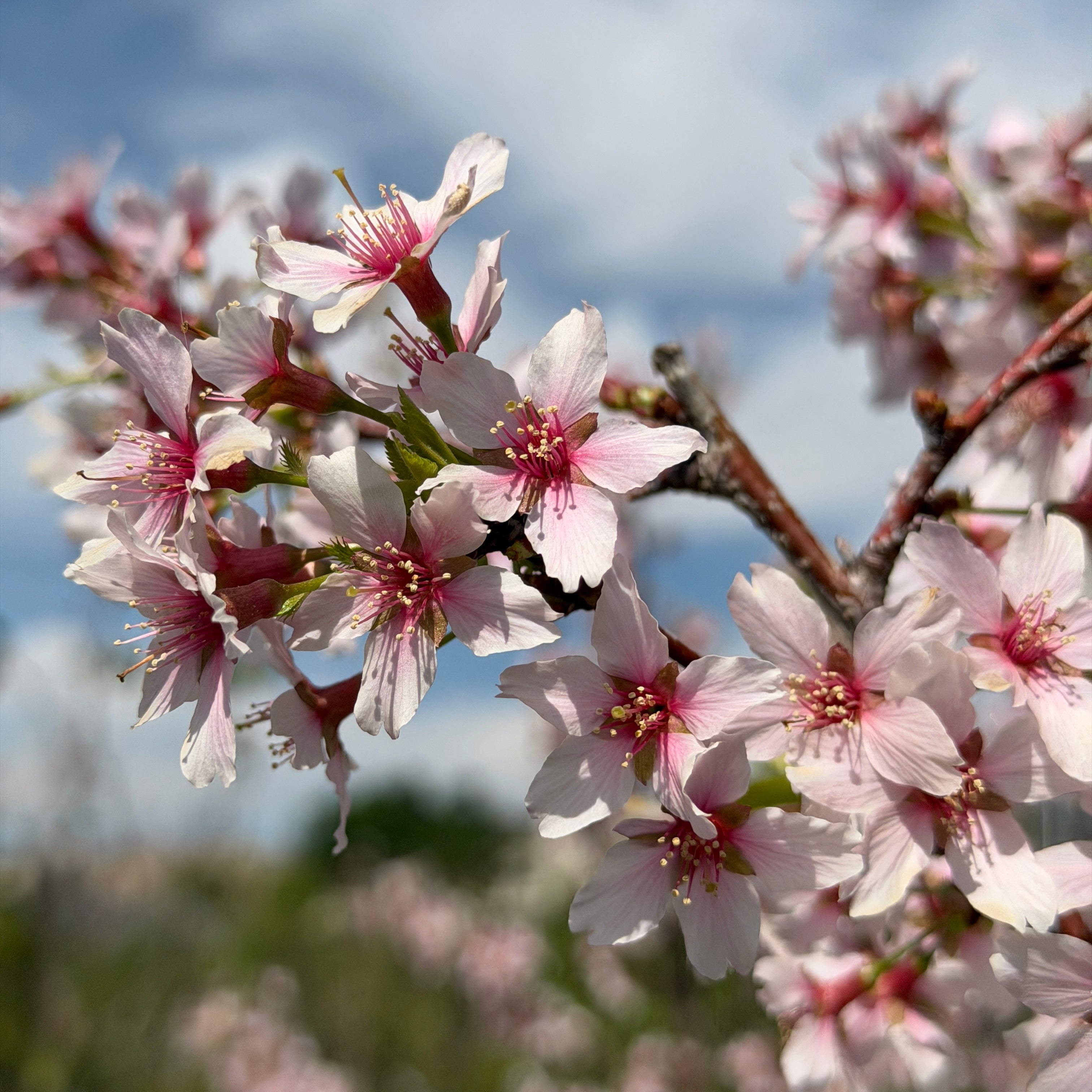 BounPrem DREAMY BLOSSOM COLLECTION シクレ 41in Long Pink Cherry Blossom Branch, Case of 12 – Jamali Garden