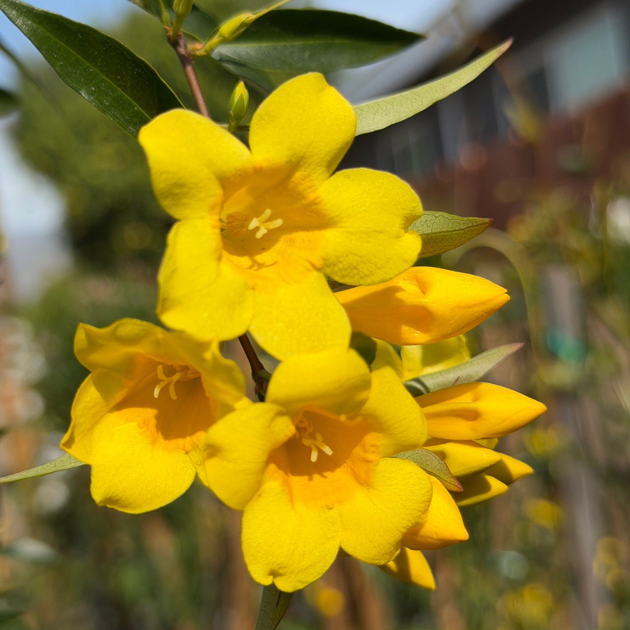 Carolina Jessamine Vine - 15 Gallon ( 5