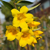 Carolina Jessamine