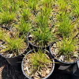 Greenlee Moor Grass
