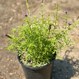 Purple Cedros Island Verbena