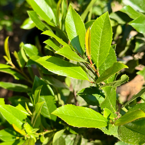 Carolina Cherry Laurel