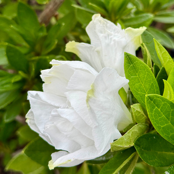 White Shade Azalea