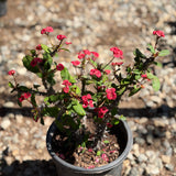 Crown of Thorns - C&J Gardening Center