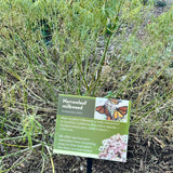 Narrowleaf Milkweed