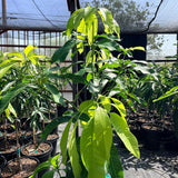 Orange Sherbert Mango - C&J Gardening Center