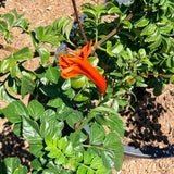 Cape Honeysuckle - C&J Gardening Center