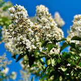 White Crape Myrtle