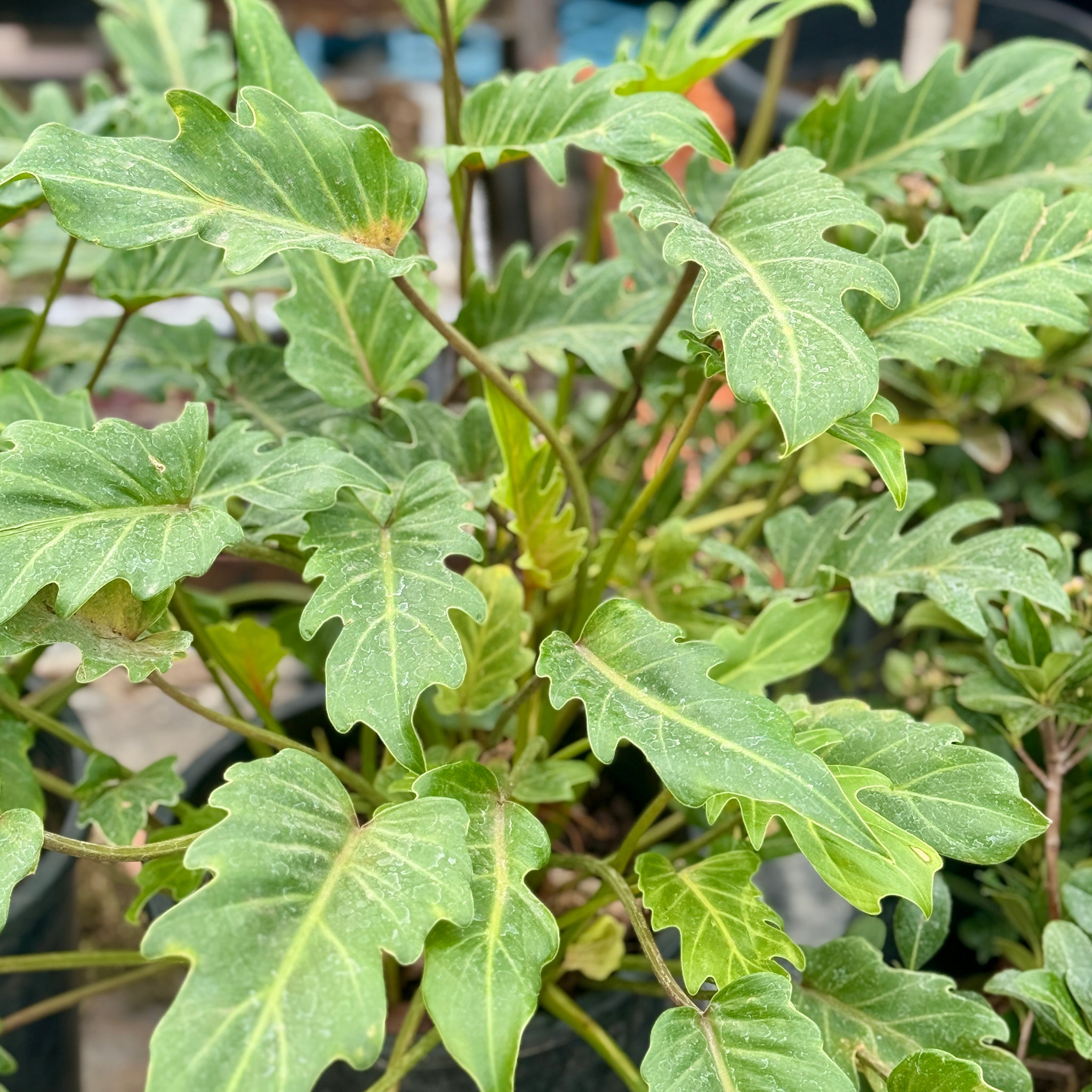 Xanadu Cut-Leaf Philodendron | C&J Gardening Center