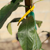 Chinese Giant Loquat (Seeding)