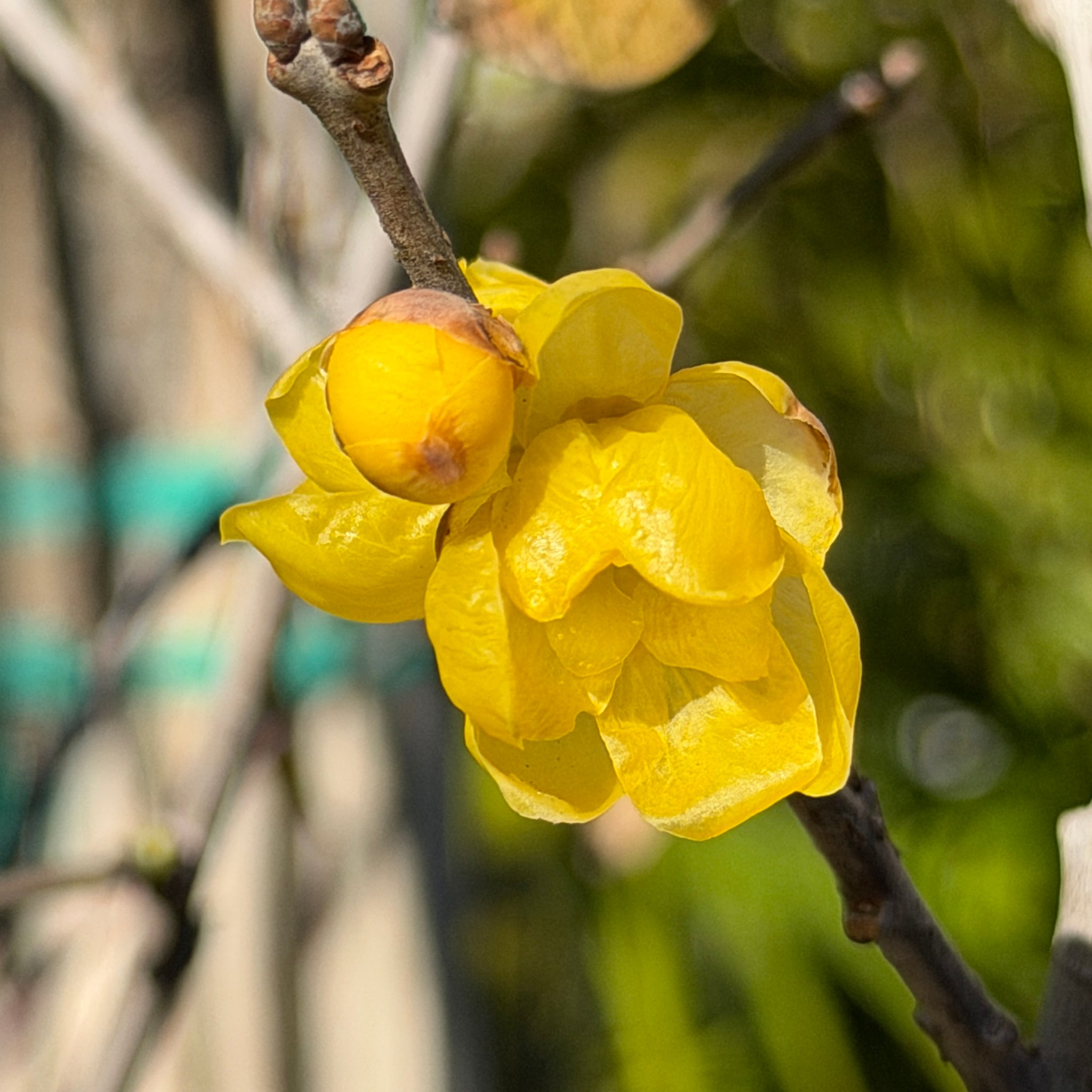 Wintersweet Chimonanthus Tree General Tree