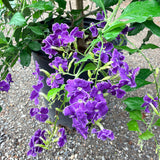 Sky Flower - C&J Gardening Center