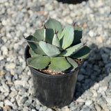 Artichoke Agave - C&J Gardening Center