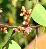 Fwang Tung Starfruit