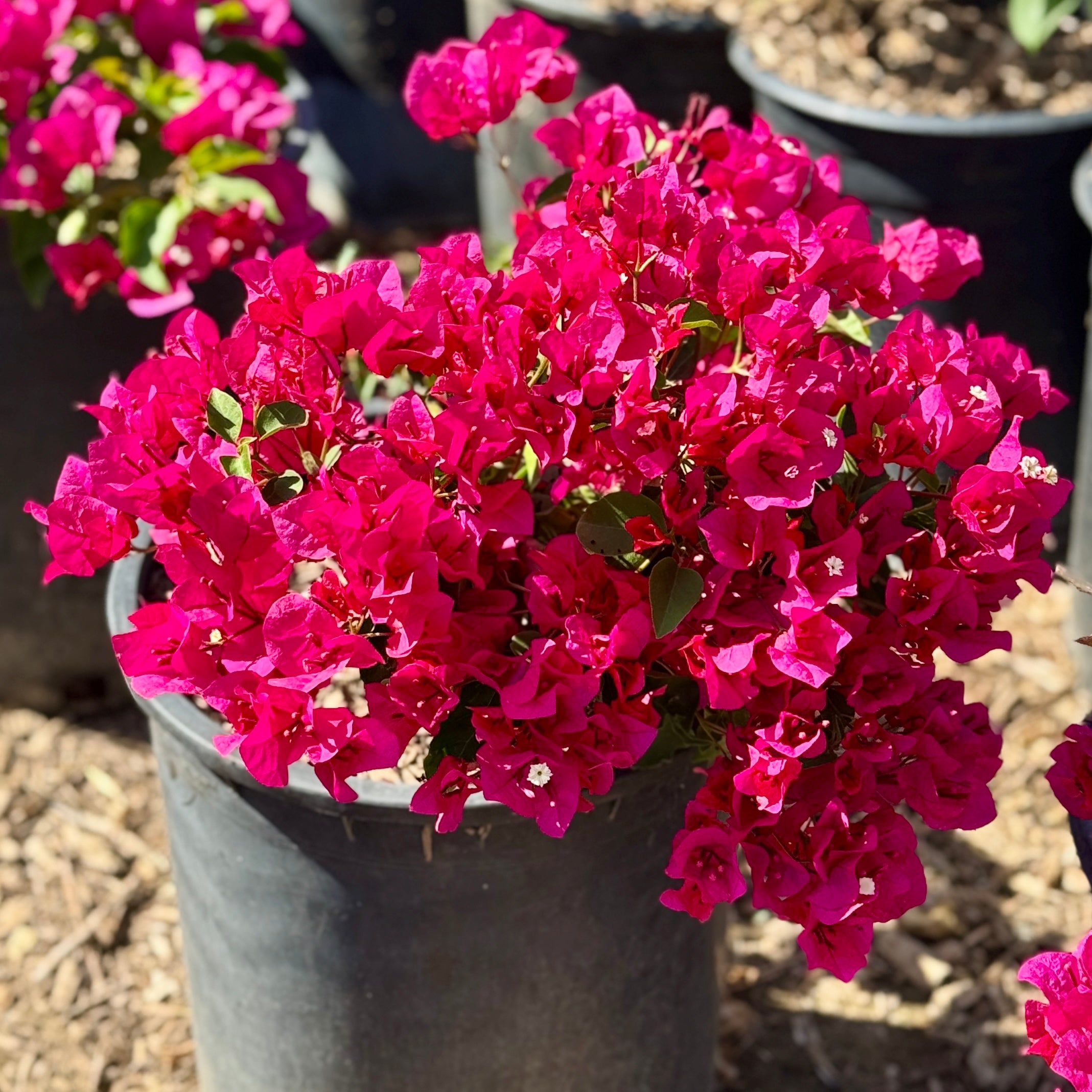 Red Bougainvillea Shrub | C&J Gardening Center