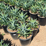 Variegated Smooth Agave - C&J Gardening Center