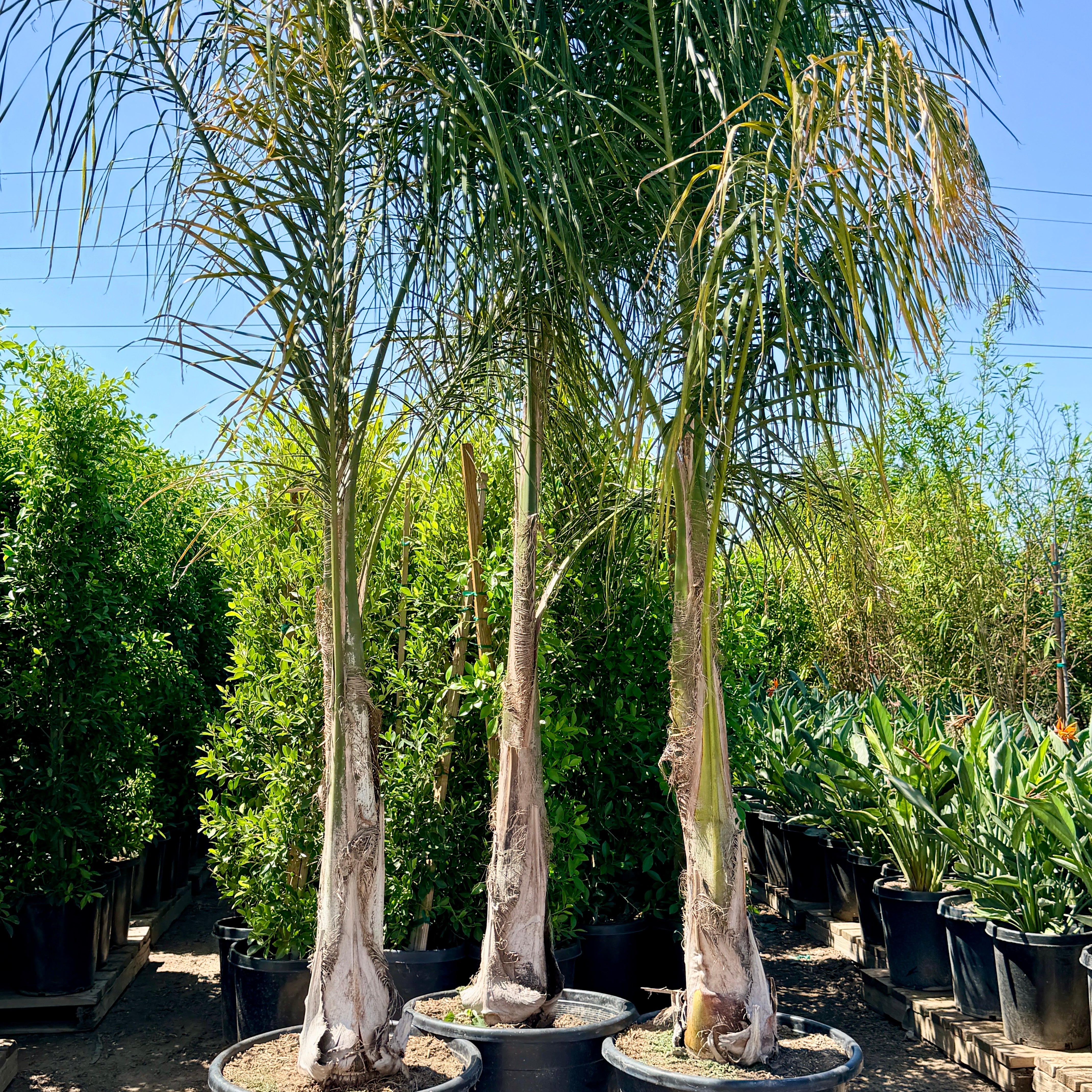 Queen Palm | C&J Gardening Center