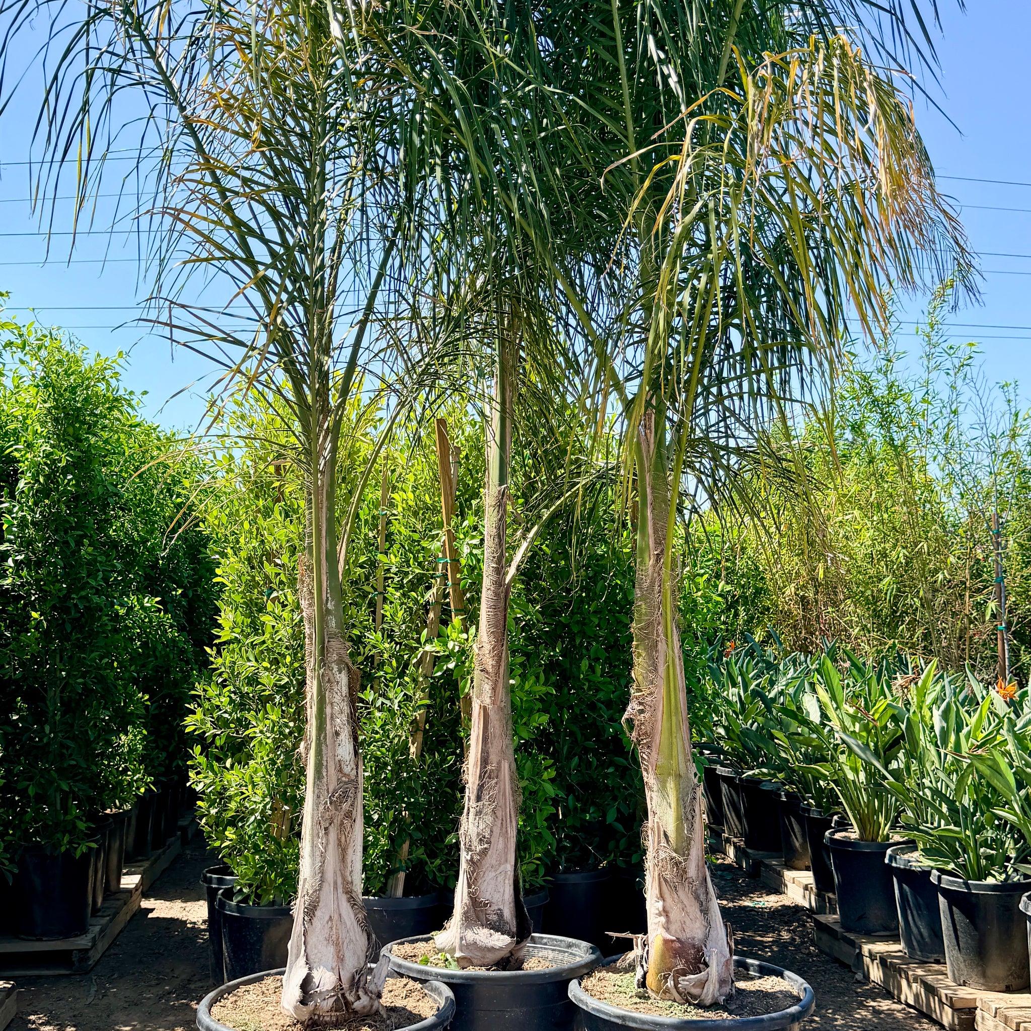 queen palm plant Queen Palm Palm Tree - 25 Gallon ( 7