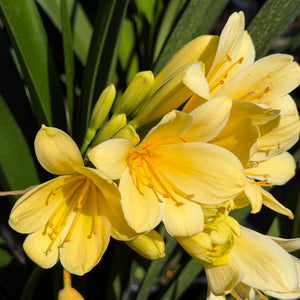 bush lily flower Yellow Kaffir Lily