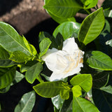 Veitchii Everblooming Gardenia