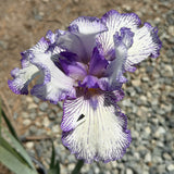 Earl of Essex Tall Bearded Iris - C&J Gardening Center