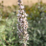 White Sage - C&J Gardening Center