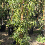 Long Leafed Yellowwood - Podocarpus Henkelii