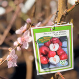 Arctic Star White Nectarine