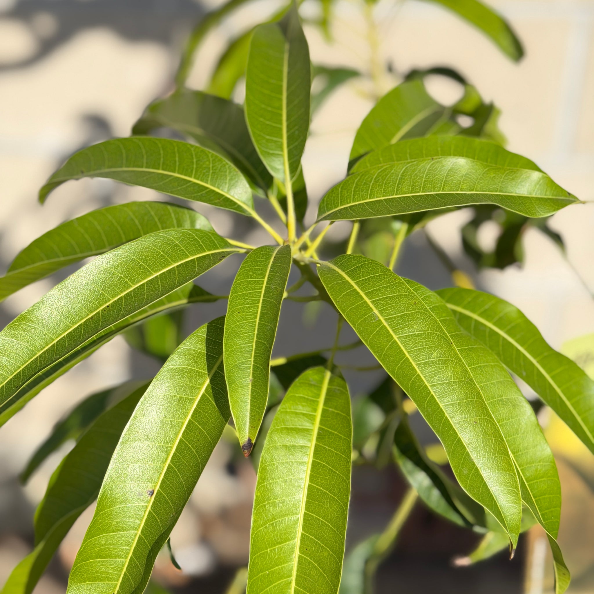 alphonso mango bonsai tree Alphonso Mango
