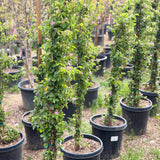 Lavender Star Flower