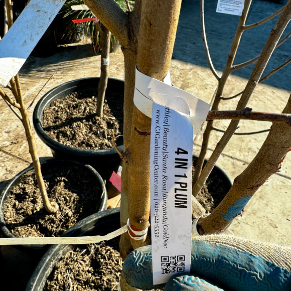 4-in-1 Plum Tree