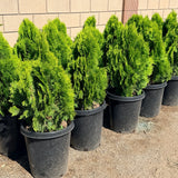 Dwarf Golden Arborvitae - C&J Gardening Center