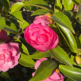 Pink Shade Sasanqua Camellia