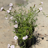 Pink Cedros Island Verbena - C&J Gardening Center