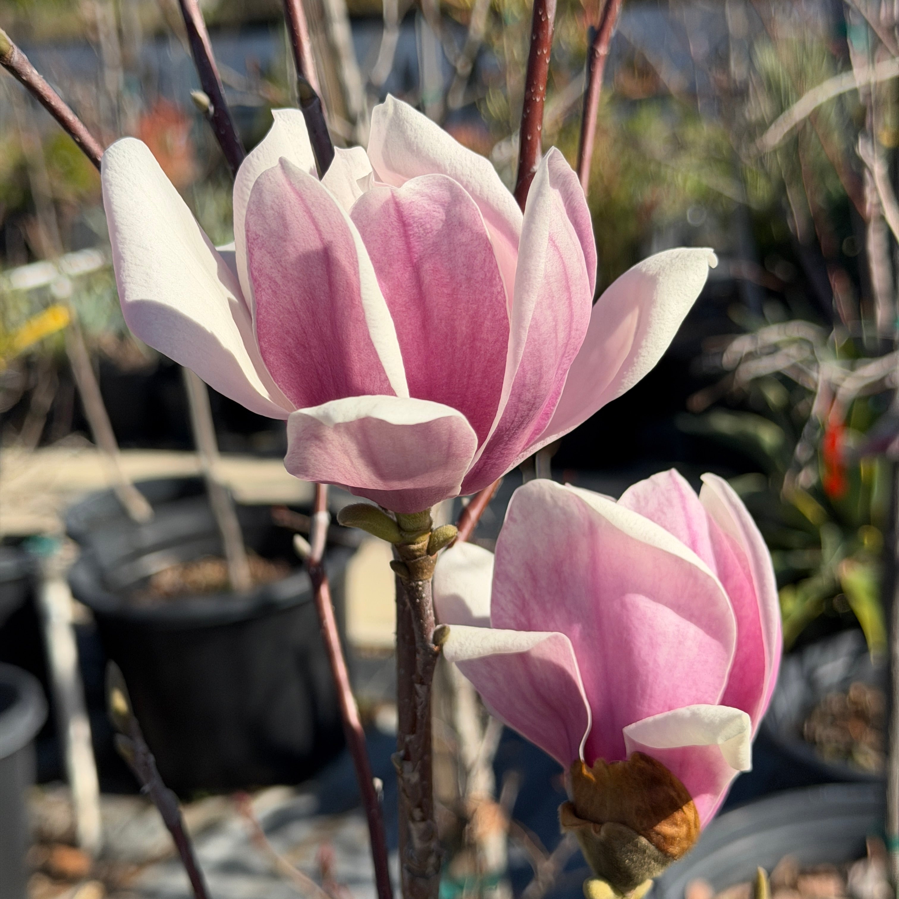 Chinese Magnolia | C&J Gardening Center